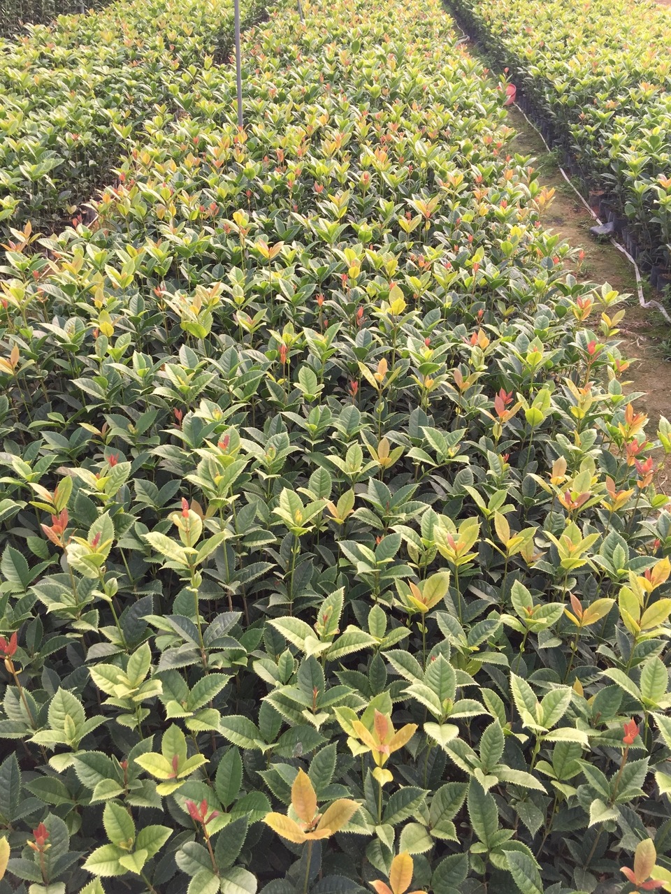 批发 珍贵品种 珍珠彩叶桂又名五彩桂 高度20到40 绿植基地直销