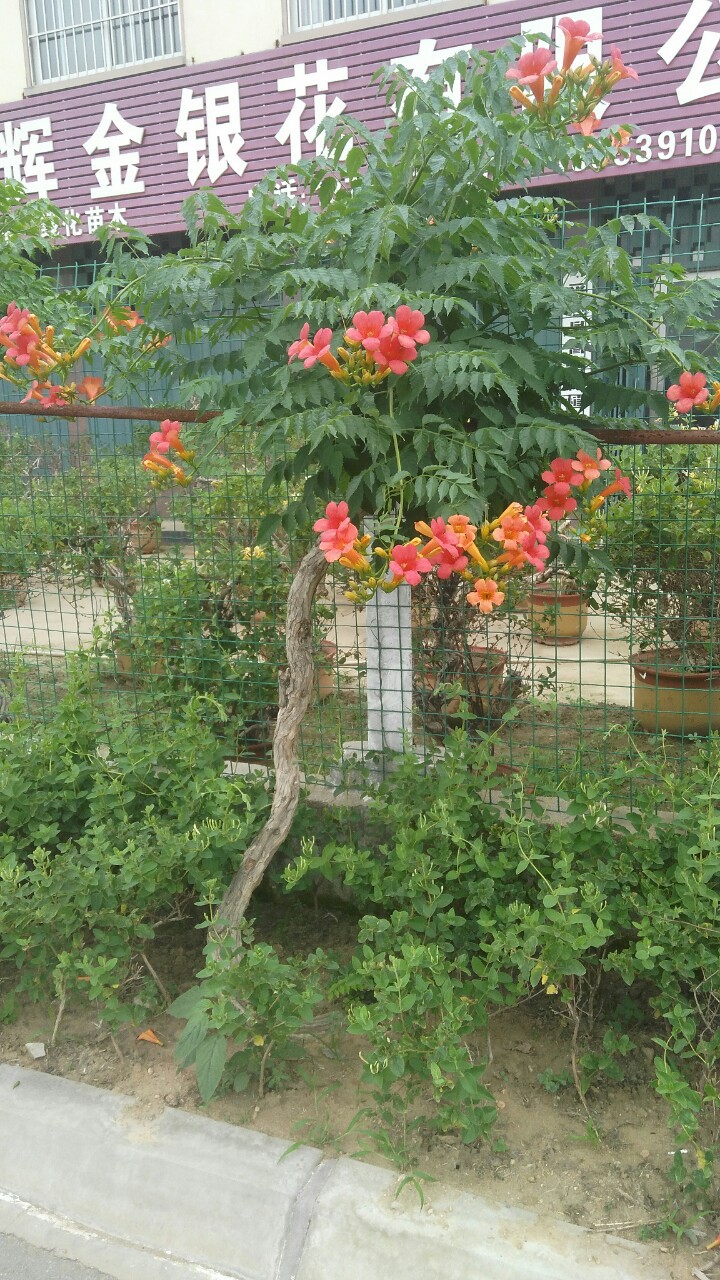 供应凌霄苗凌霄树凌霄盆景美国凌霄凌霄