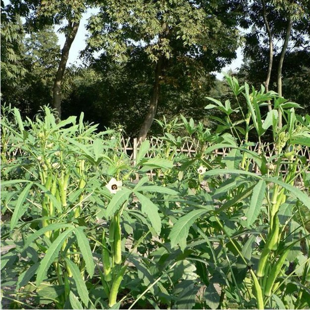 林满苑 蔬菜种子 黄秋葵种子 羊角豆种子耐旱耐湿耐热 20.