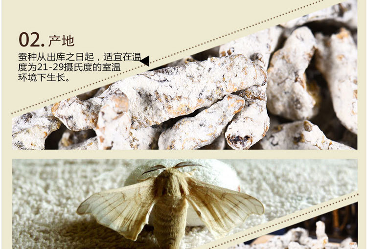 供应中药材白僵蚕炒僵蚕姜虫天虫姜蚕姜蚕干各种规格