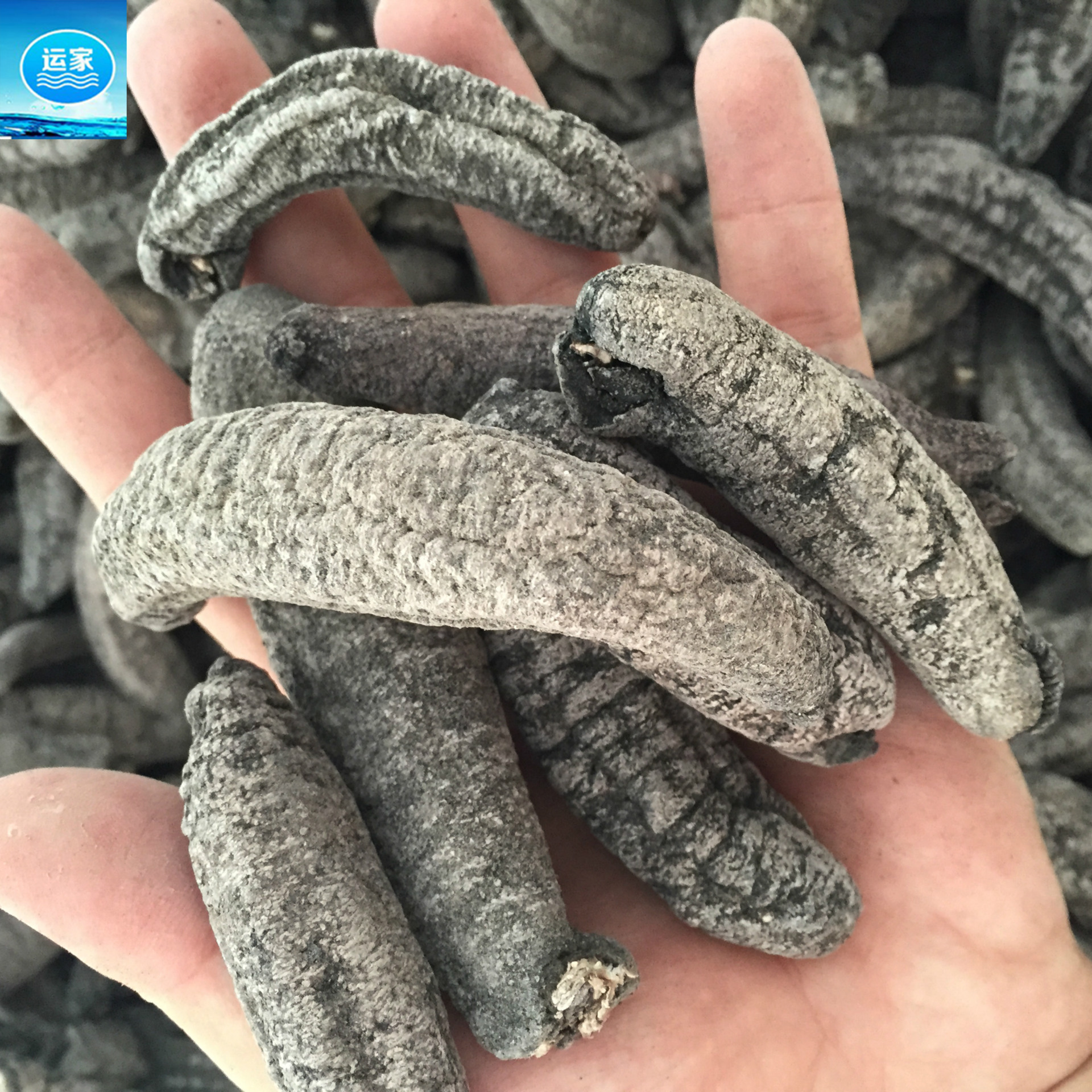 香皮参香皮参香参批发海参全国干货批发 淡干肉厚不麻30头