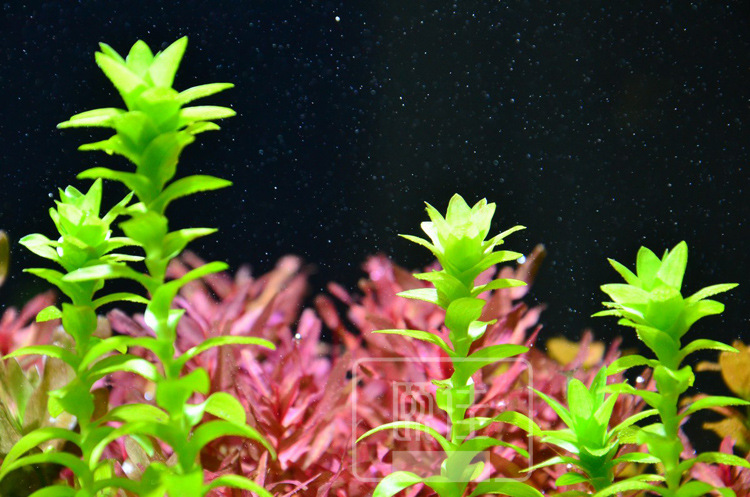 宽叶太阳 莲花座太阳 宽太 真水草批发 活体 观赏水草 颐佳水族