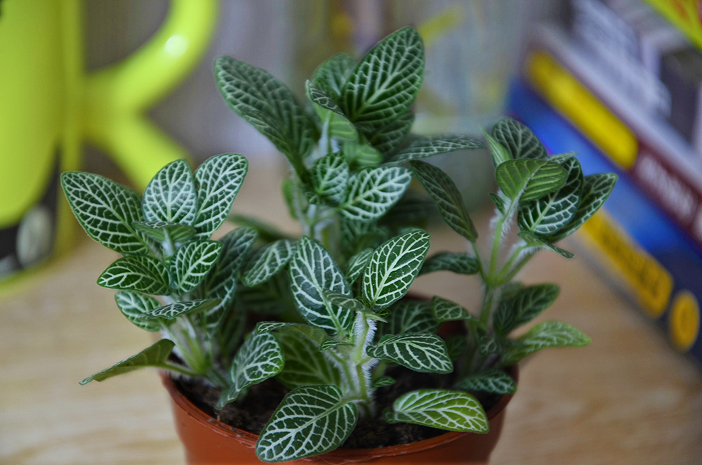 品牌三个农夫绿植小盆栽白天使网纹草a级一盆五株