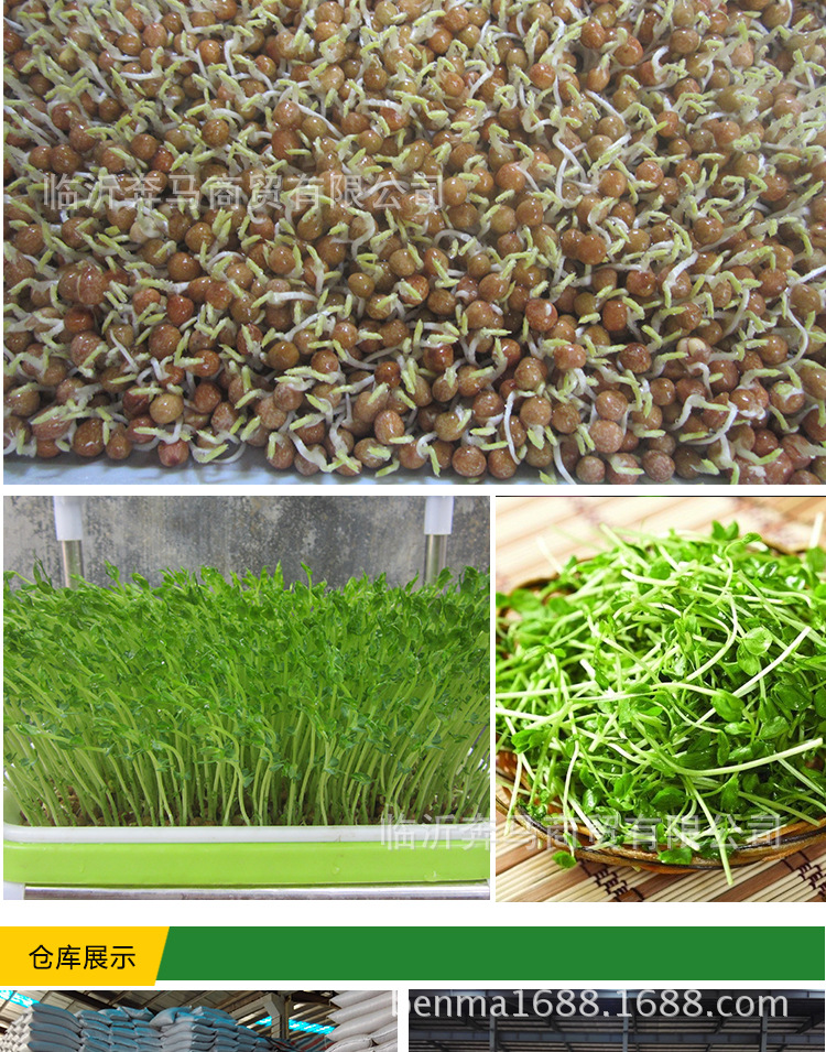 芽苗菜种子 白豌豆2017年 水培豌豆苗 喂鸽子 加拿大白豌豆 批发