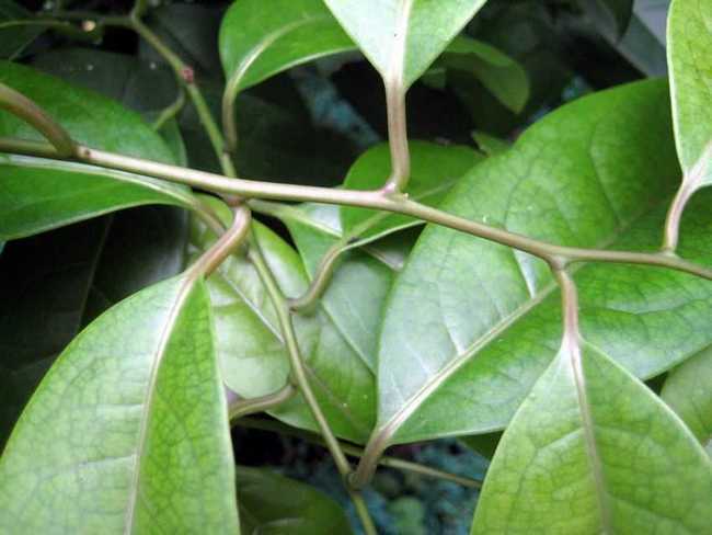 大青木香提取物青风藤提取物101森冉生物