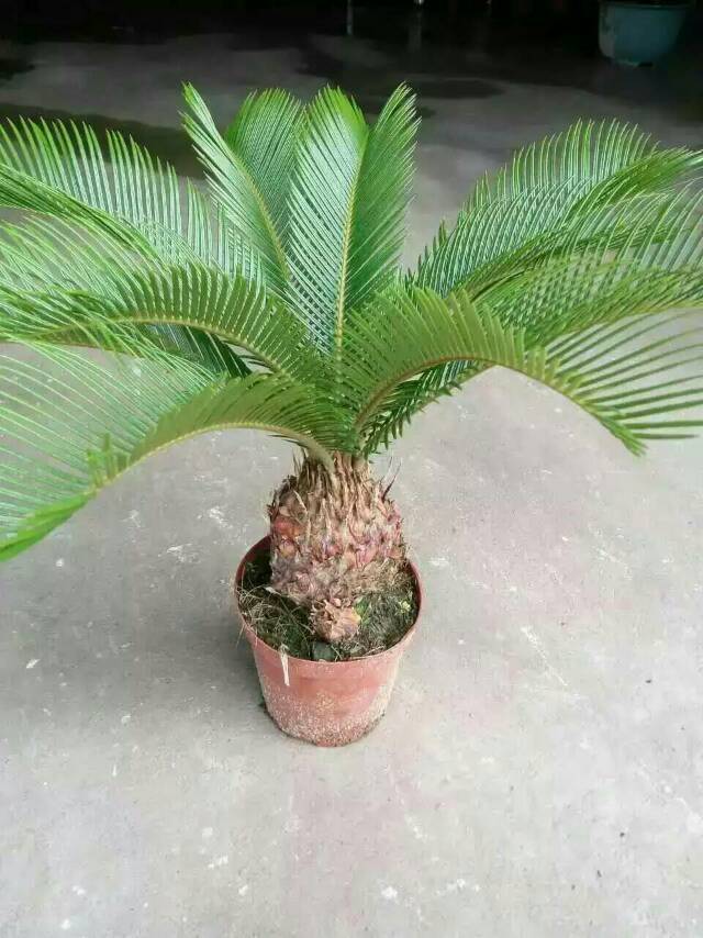 花卉绿植小铁树170杯水培土养铁树四季常青小苏铁苗盆栽铁树