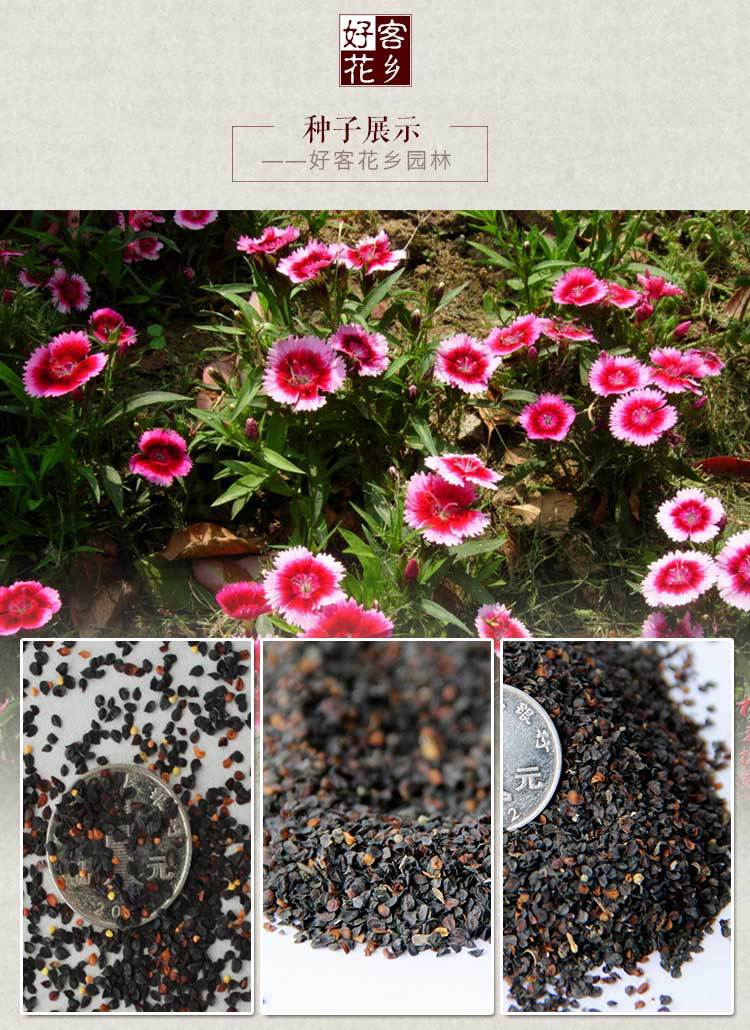 草花种子批发五彩石竹种子批发 美国石竹 石菊种子彩色花卉种子