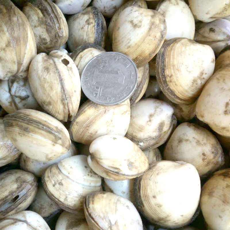 闫广金 供应信息 贝类 海鲜鲜活白蛤白蛤蜊 一手货源海产品批发 生鲜