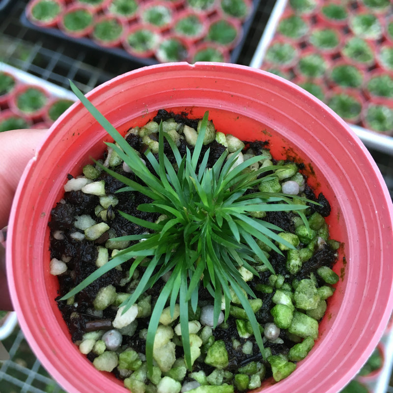 天鹅绒菖蒲 6苗 日本进口香蒲文人草随手香水菖蒲批发