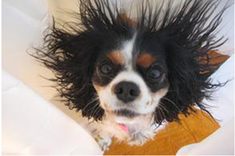 摩擦以摩擦,如何减少宠物对你放电?