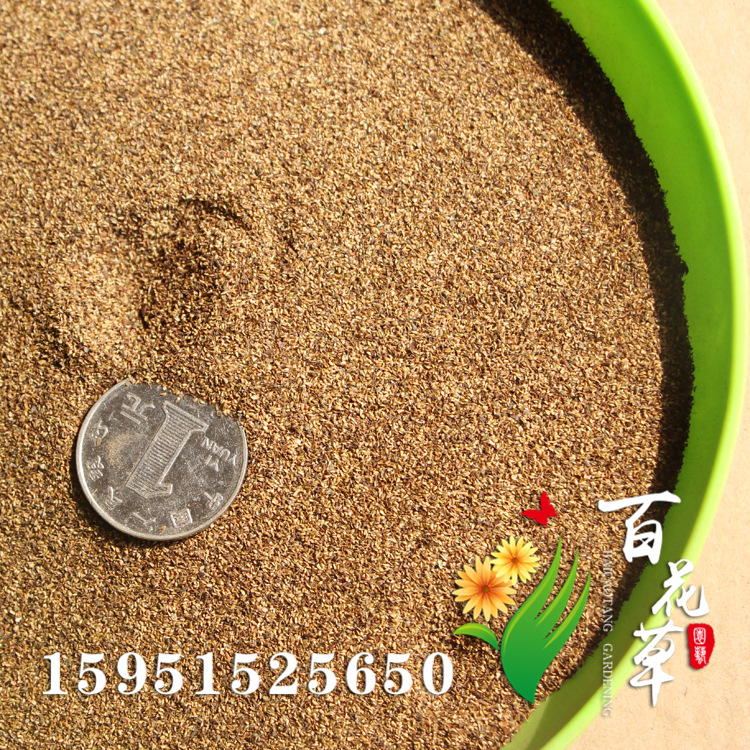 千屈菜花卉种子水生植物种子千屈菜种子喜水耐寒耐旱易种多年草.