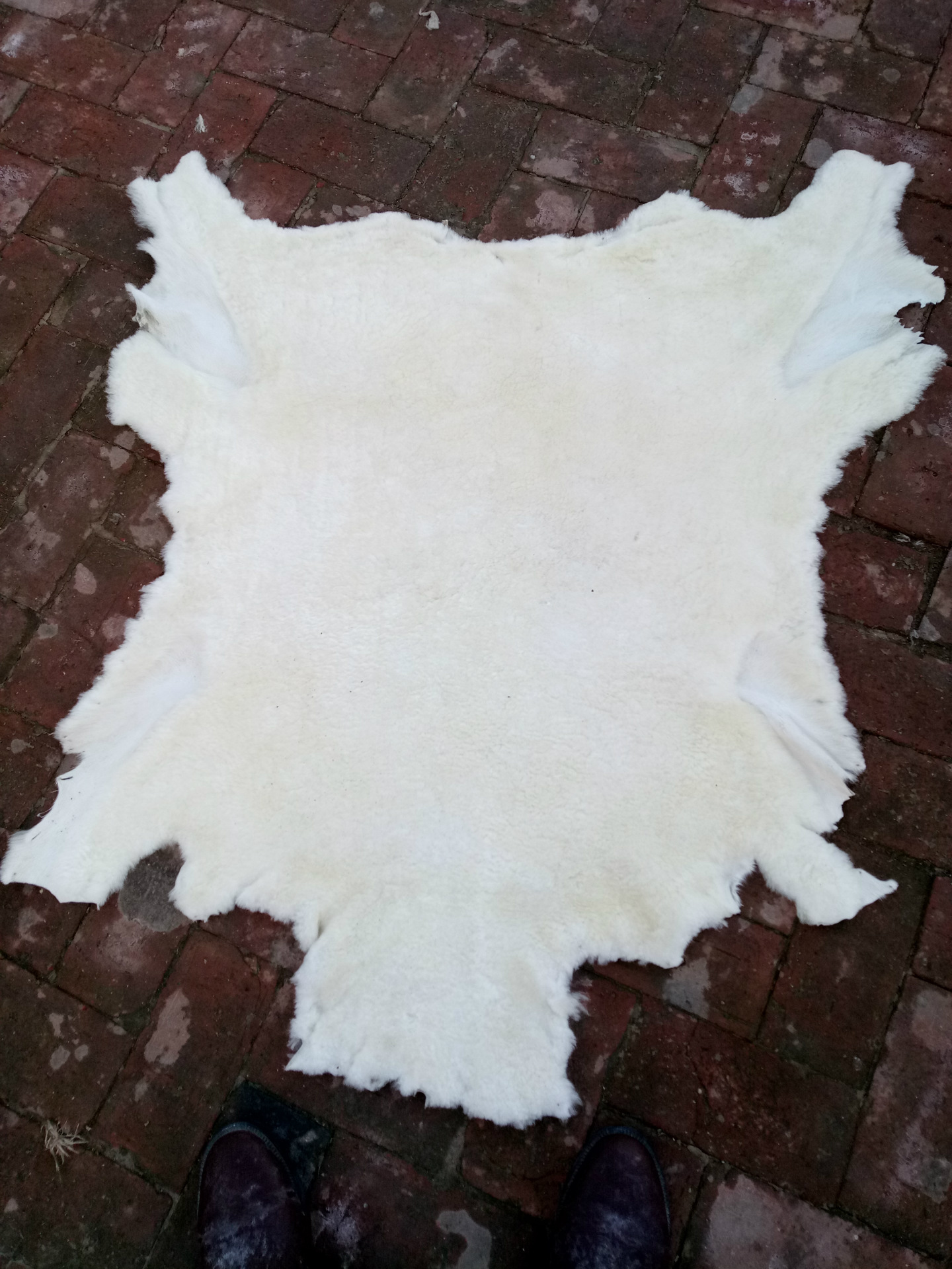 澳皮厂家特价供应现货细毛绵羊皮 羊剪绒鞋里皮 皮毛一体皮料.