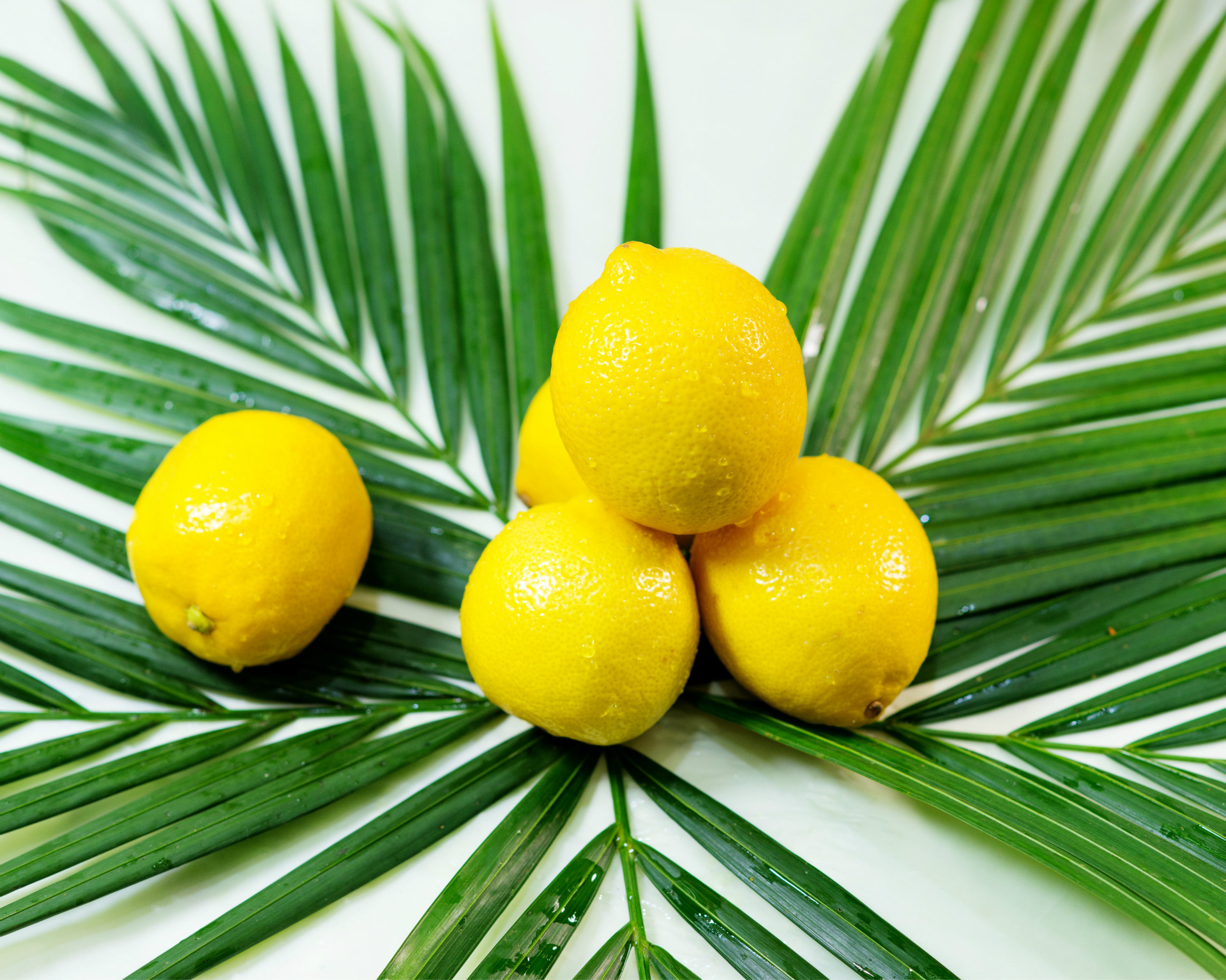 柠檬中果 新鲜水果 柠檬 (芸香科柑橘属植物) 柠檬(学名:citrus limon