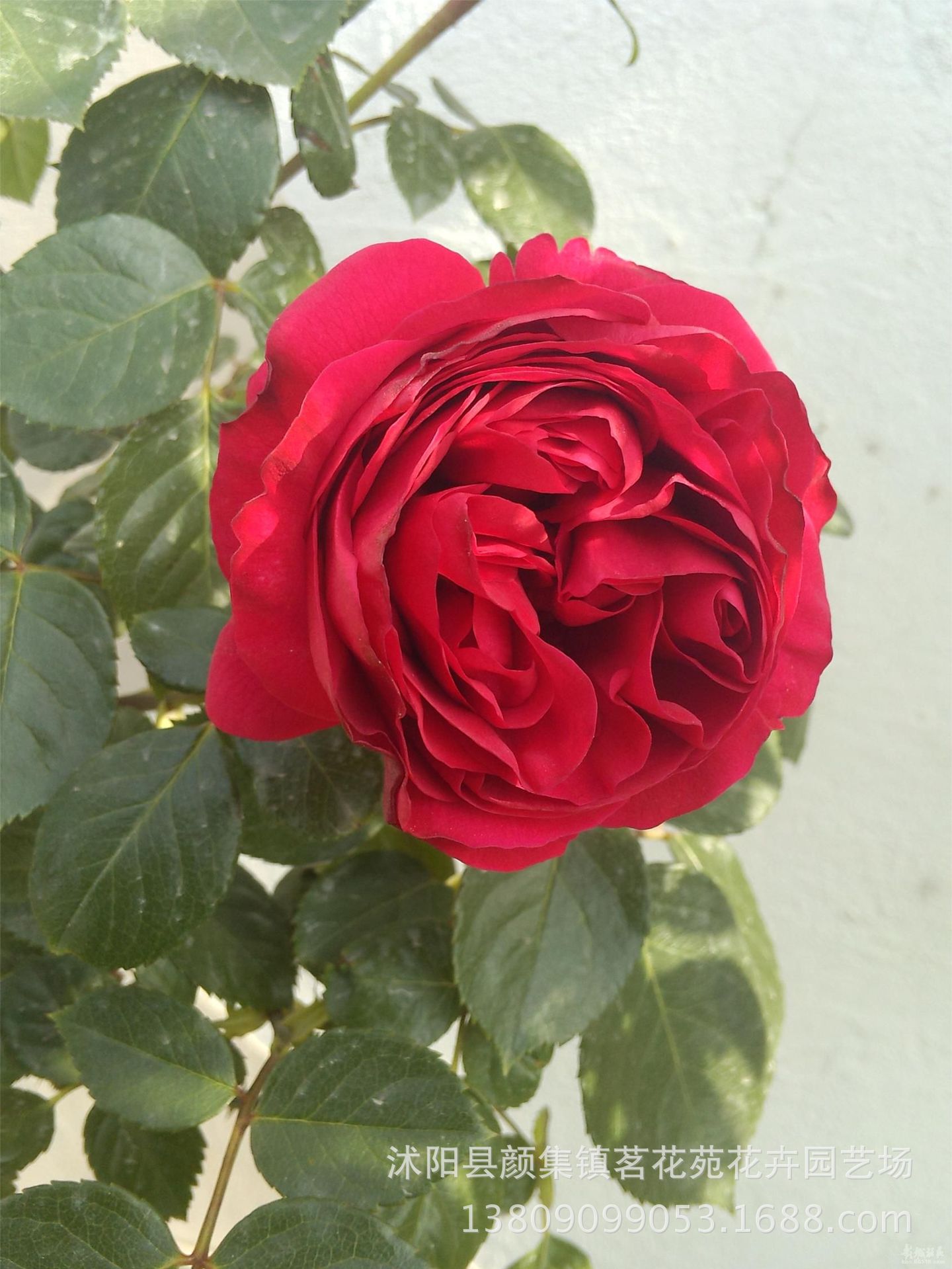 批发红龙沙宝石树桩月季欧洲月季大花月季当年开花盆栽花卉