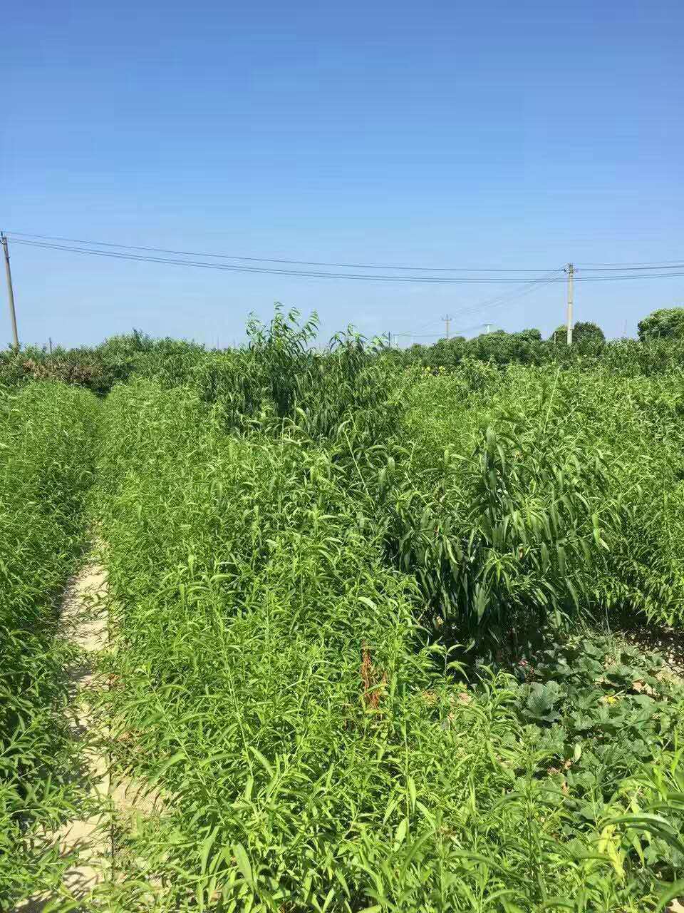 无锡阳山水蜜桃桃树苗起苗发苗啦!