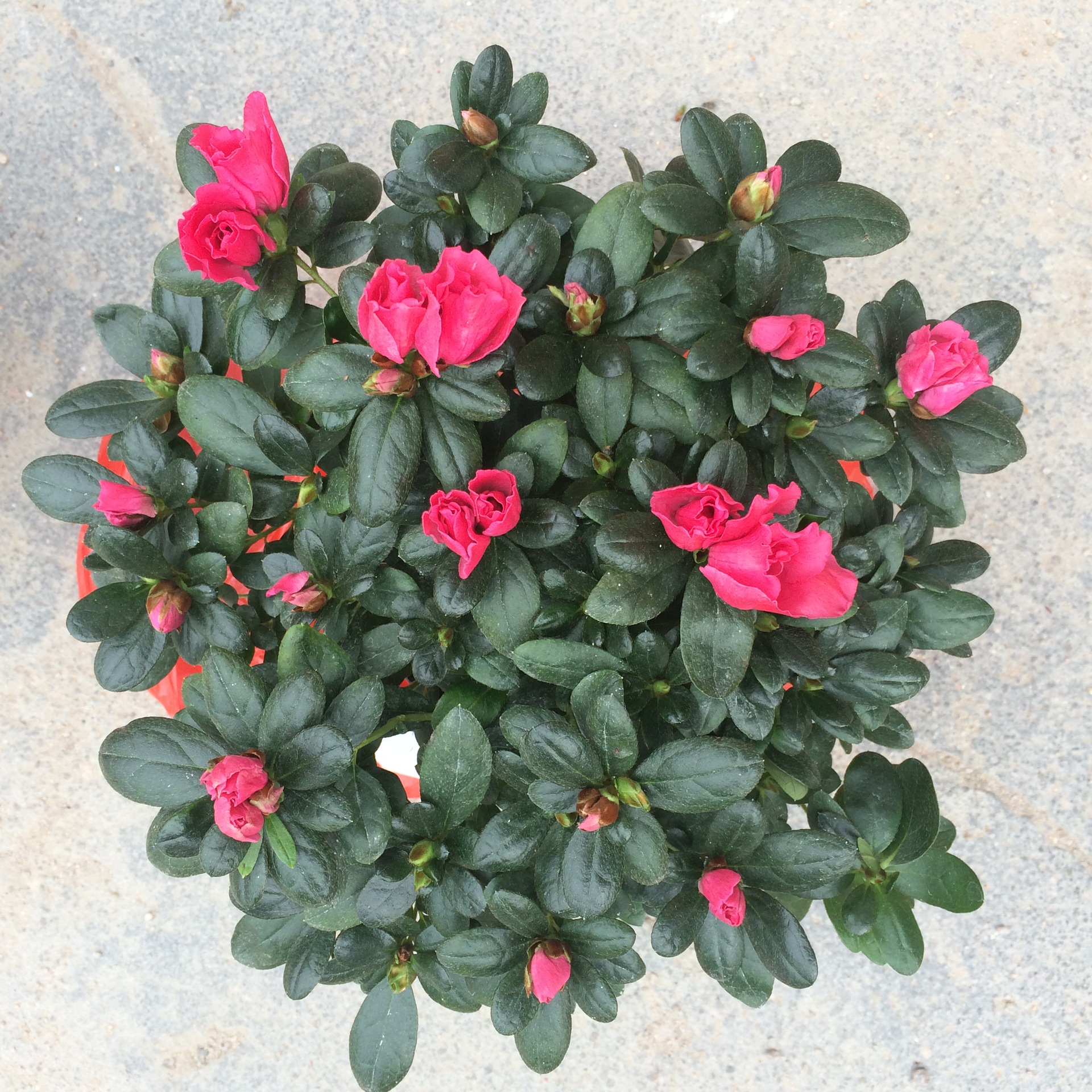 西洋比利时杜鹃 映山红盆栽花卉 室内绿植鲜花植物花苗批发