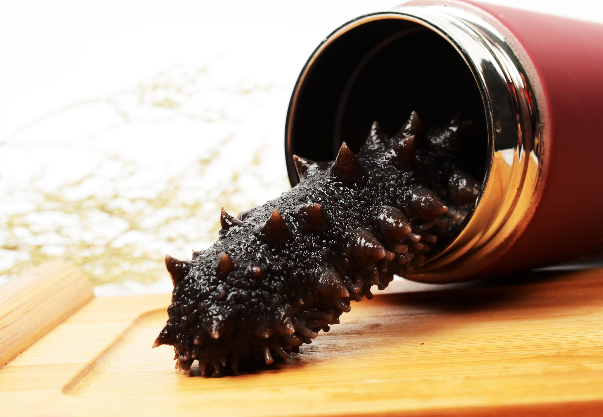 一只海参的自述