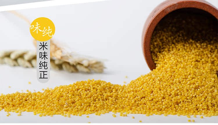 烟台有机小米 农家小米熬粥月子米五谷杂粮新小米包邮小黄米
