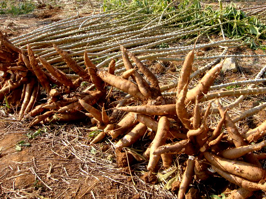 大量批发广西木薯新鲜木薯木薯干货木薯粉木薯批发