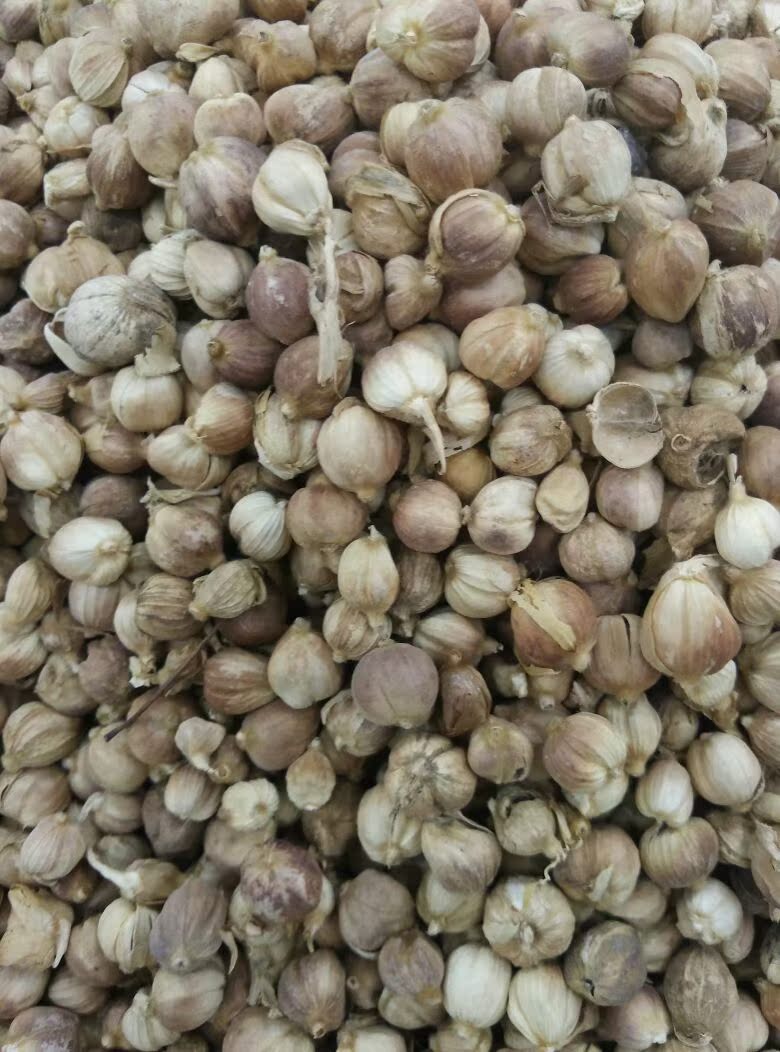 x275批发调味香料无硫原色白扣白寇白豆蔻散装