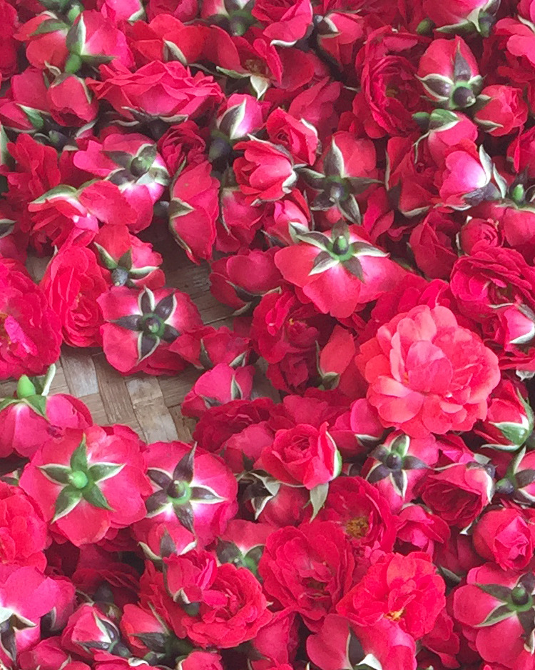 金边玫瑰花冠 半开玫瑰 金边半开玫瑰花冠 玫瑰花冠 金边玫瑰花冠