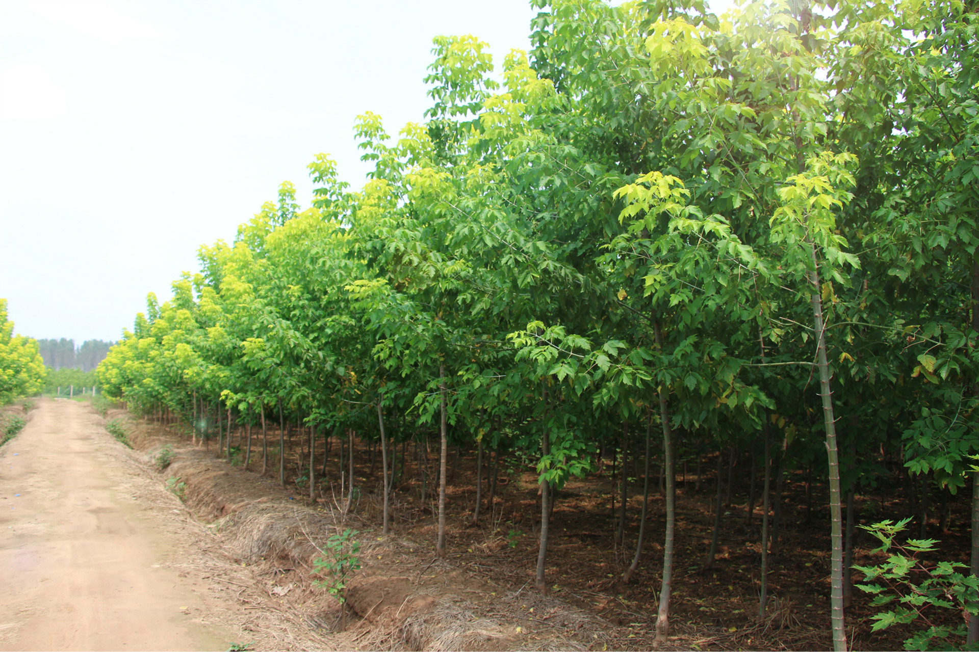 复叶槭树苗批发价格 河北保定基地供应复叶槭 6-8公分工程苗产地