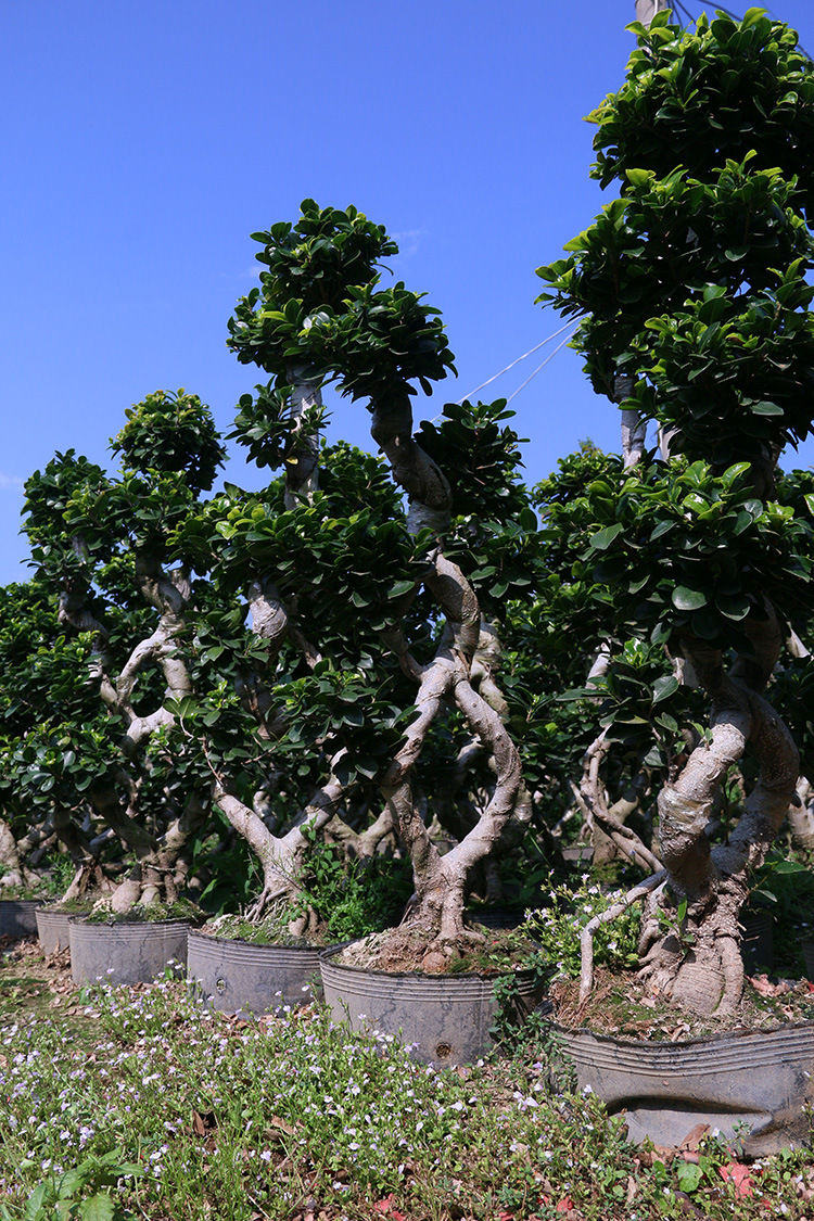 富坤园艺 室内小型盆景小叶榕树盆栽微型办公室绿色植物基地直销