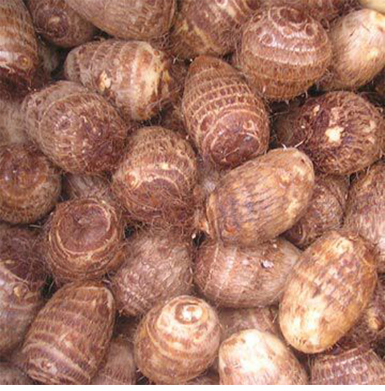 四川广安新鲜芋头 农家自种小毛芋头新鲜蔬菜芋艿香糯