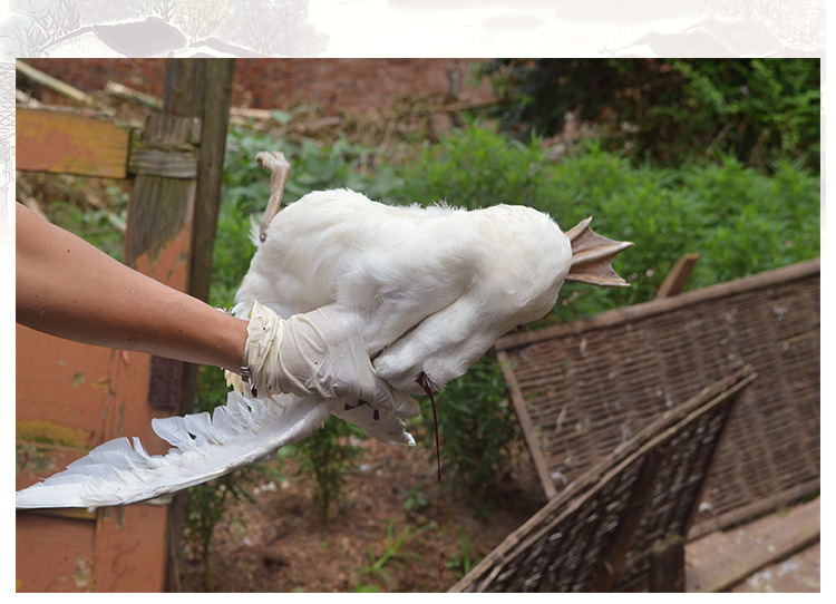 冠河白鹜鸭福建特产连城白鸭鸭苗白鹜鸭鸭苗