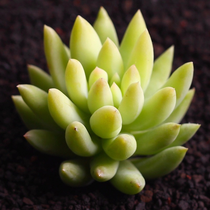 千佛手 玉珠莲裸根发货 室内绿植花卉小盆栽批发多肉植物直供包邮