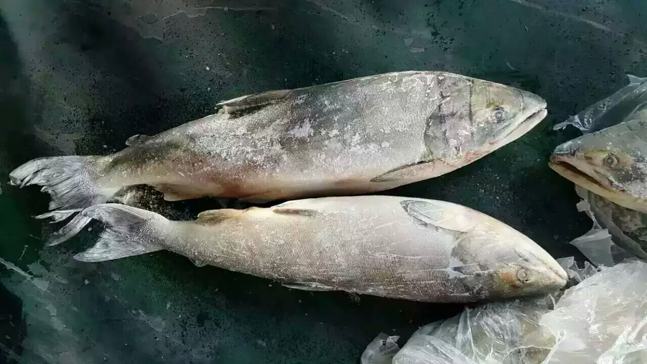 批发大量俄罗斯大马哈鱼,带头带脏,白磷红肉,吉林省珲春市现货