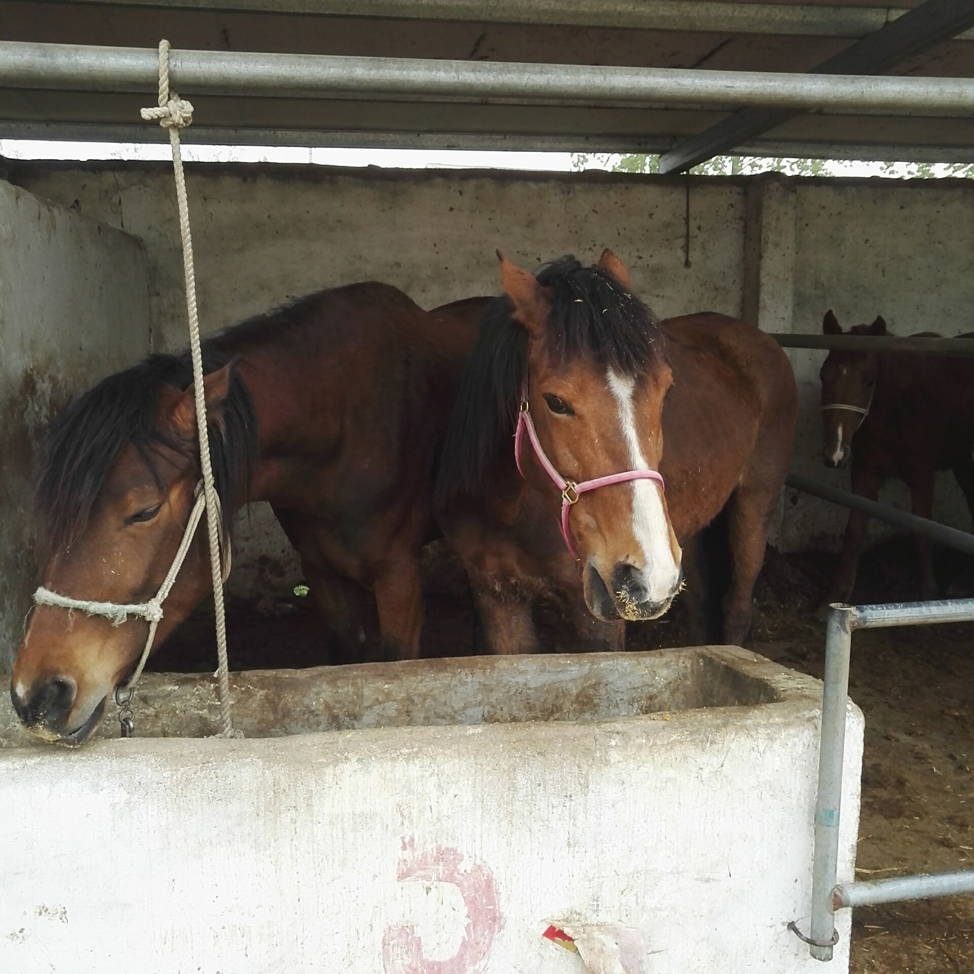 国旺养殖场专业养殖半血宝马 阿拉伯马肉马跑马 赛马小马驹等多种