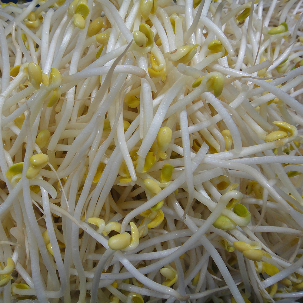 发豆芽黄豆生黄豆芽豆专用芽苗菜黄豆种子打豆浆中粒黄豆豆瓣专用