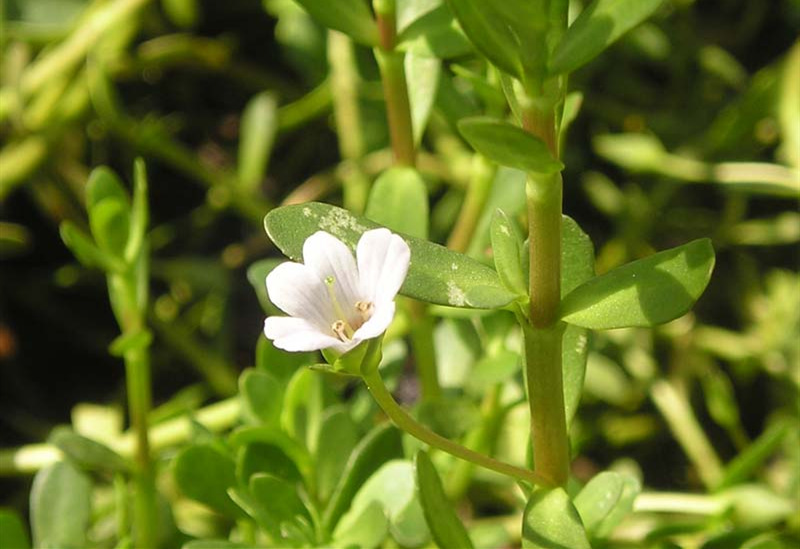 《中华本草》:白花猪母菜