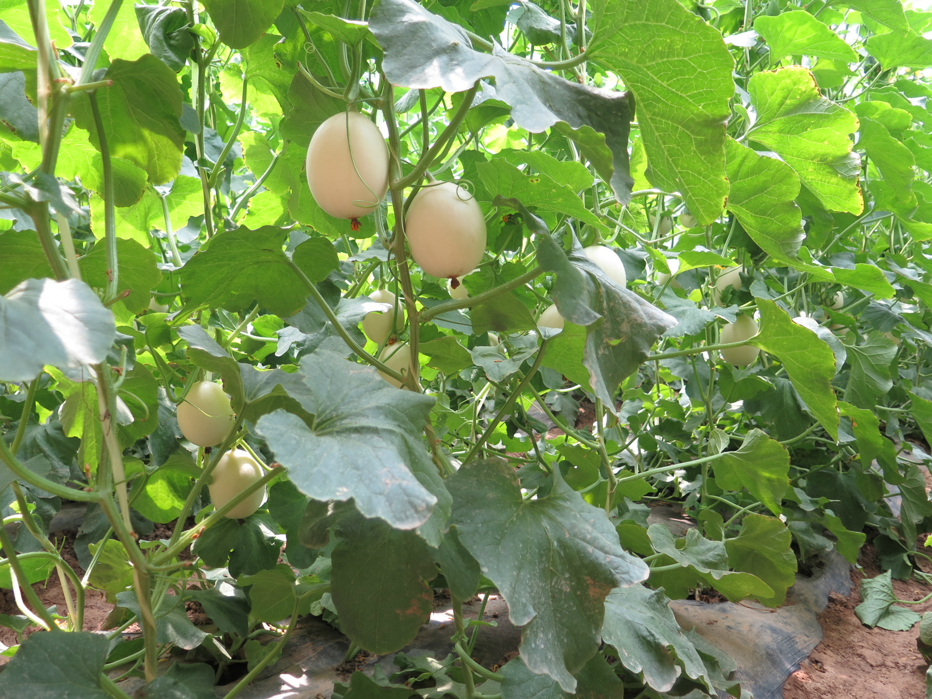 供应富秦牌甜瓜 脆梨甜瓜 农家新鲜采摘 陕西阎良特产 绿色有机