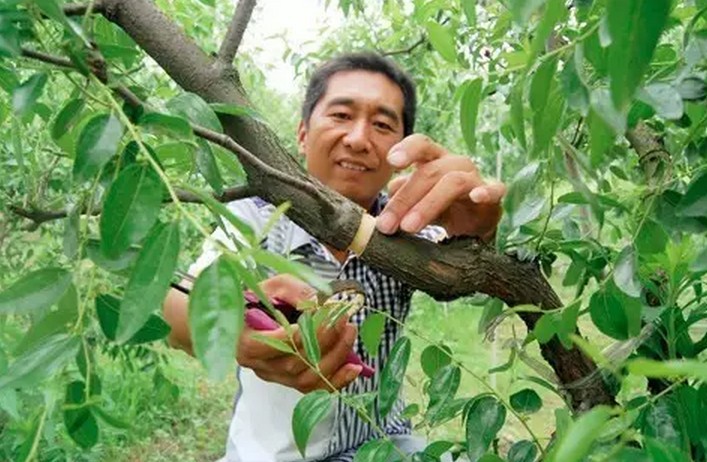 果树环剥十大误区(很多人都有啊) - 阿里巴巴商友圈