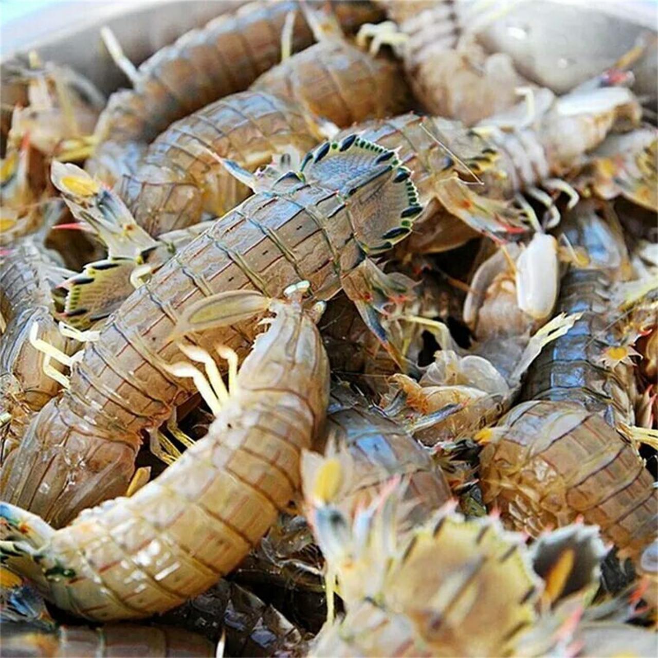 青岛特产新鲜冷冻爬爬肉虾虎肉皮皮虾300g批发零售