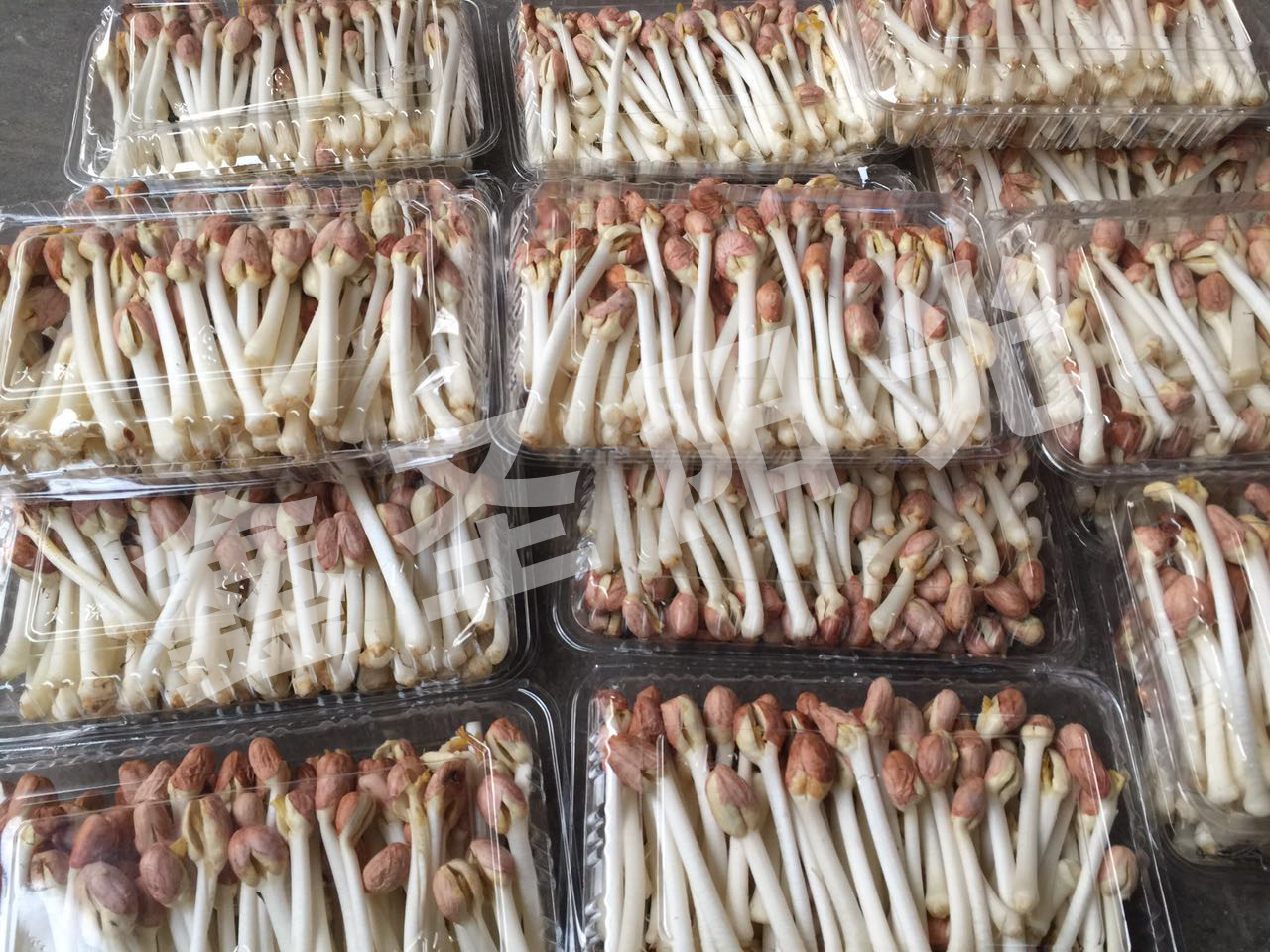 鑫圣阳光芽苗菜包装盒 花生芽包装盒 一次性包装盒芽苗菜包装盒