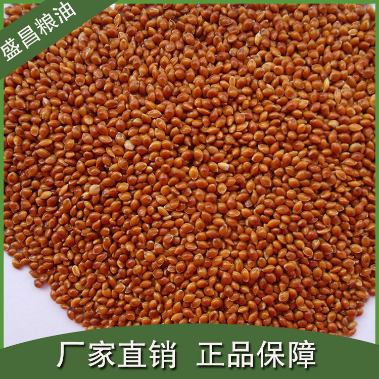 长期供应  信鸽饲料  鸟饲料红黍子(红糜子)