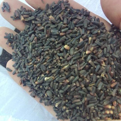 批发日光菊种子当年种子品种齐全日光菊种子发芽率高日光菊