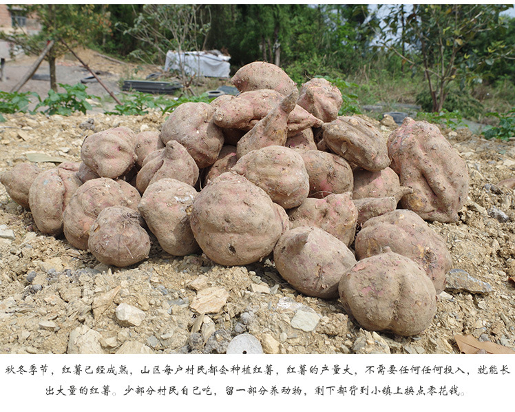 新鲜红皮白心红薯甜糯番薯农家自种红薯 新鲜采摘-五华高山红薯产业网