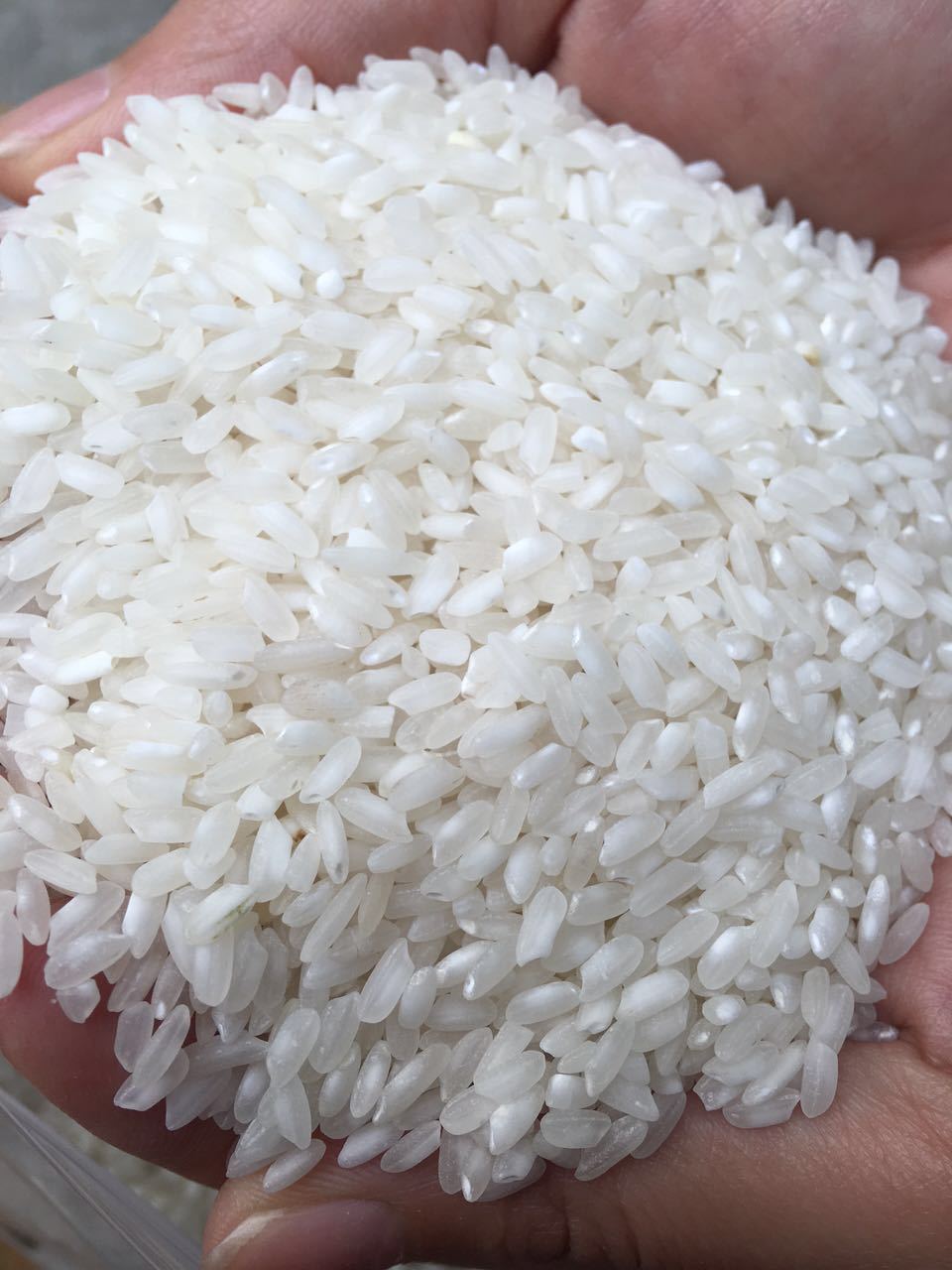 庄香稻牌越南白米(中短粒)越南大米50kg肠粉米