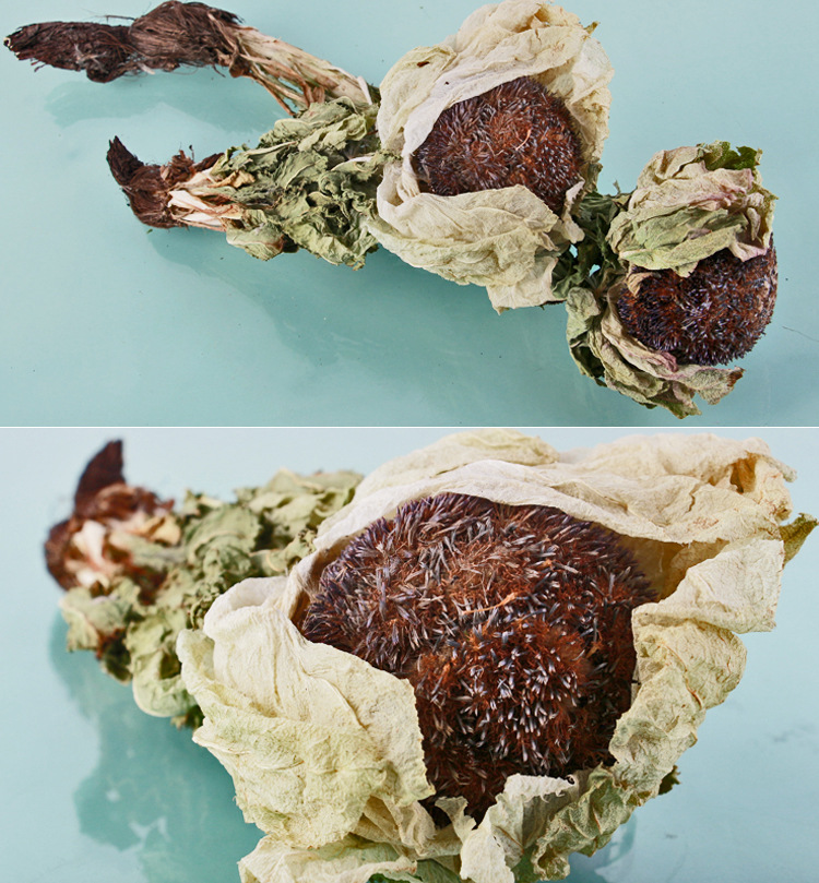 新疆产地中药材野生雪莲花 干雪莲花 大朵带根2019年新货一件代发