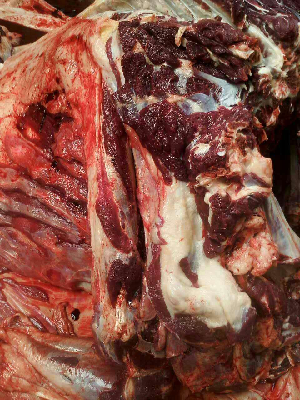 新鲜驴肉批发,生熟驴肉价格多少钱一斤,真驴肉假一赔十
