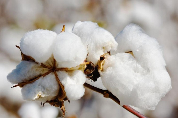 今天我们一起来了解新疆棉