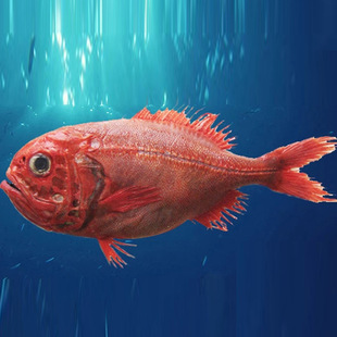 【供应】进口深海野生长寿鱼 原产地冰岛 味道鲜美满额顺丰包邮