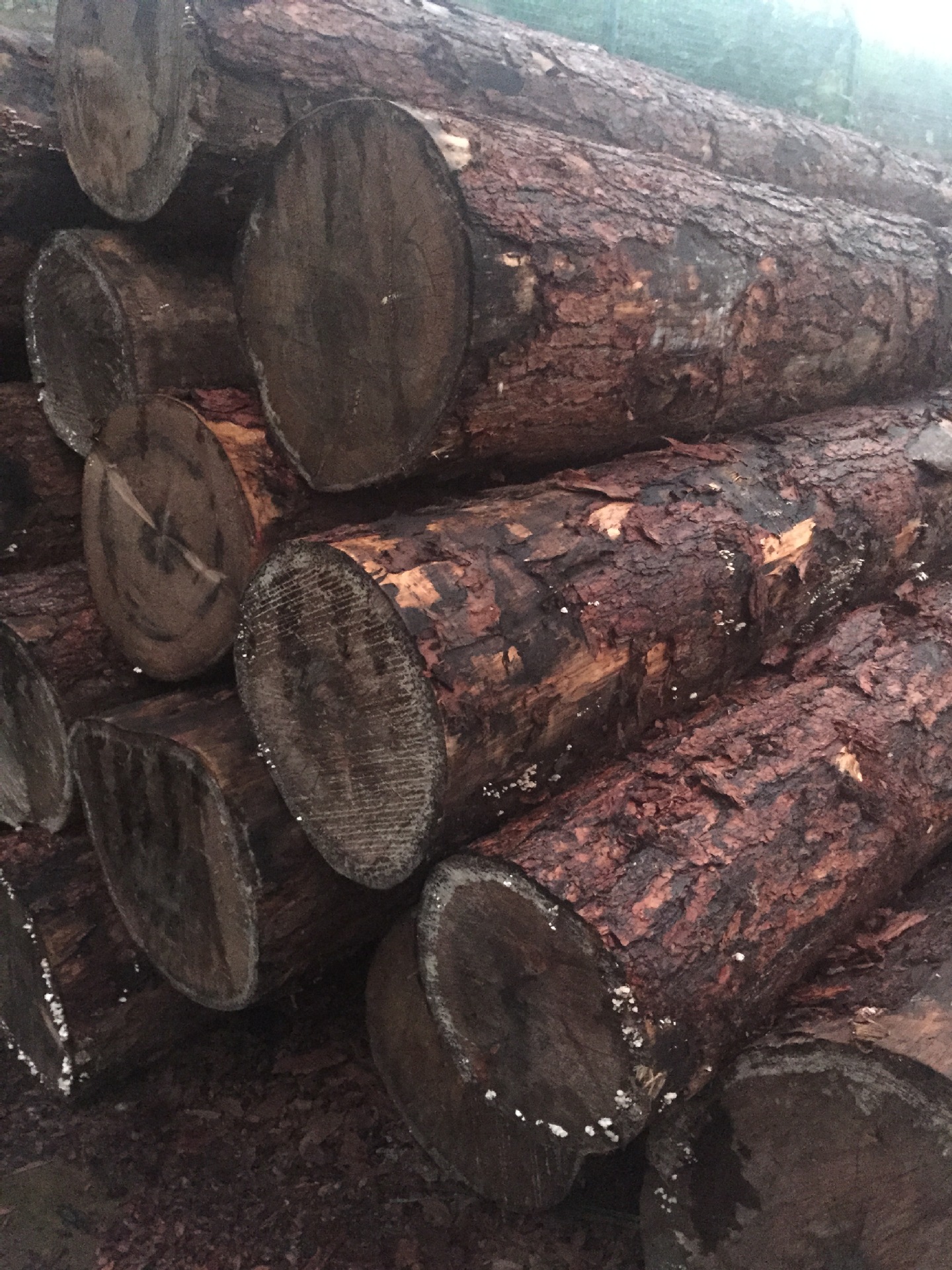 红松 正宗东北红松 园木古建寺庙用材 东北红松