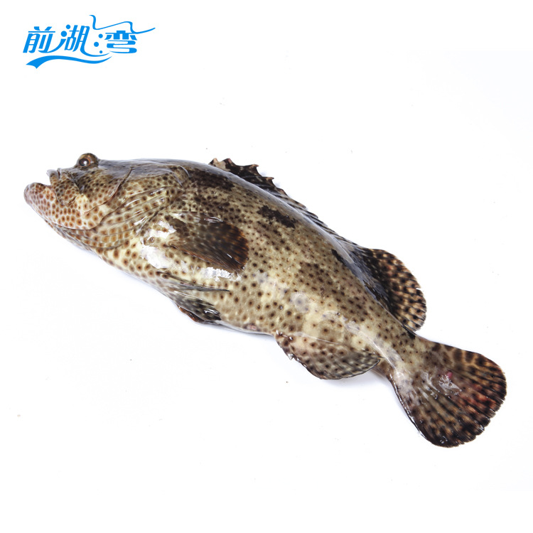 福建棕点石斑鱼 海鲜水产老虎斑冰鲜鱼 鲜活餐厅水产野生石斑鱼
