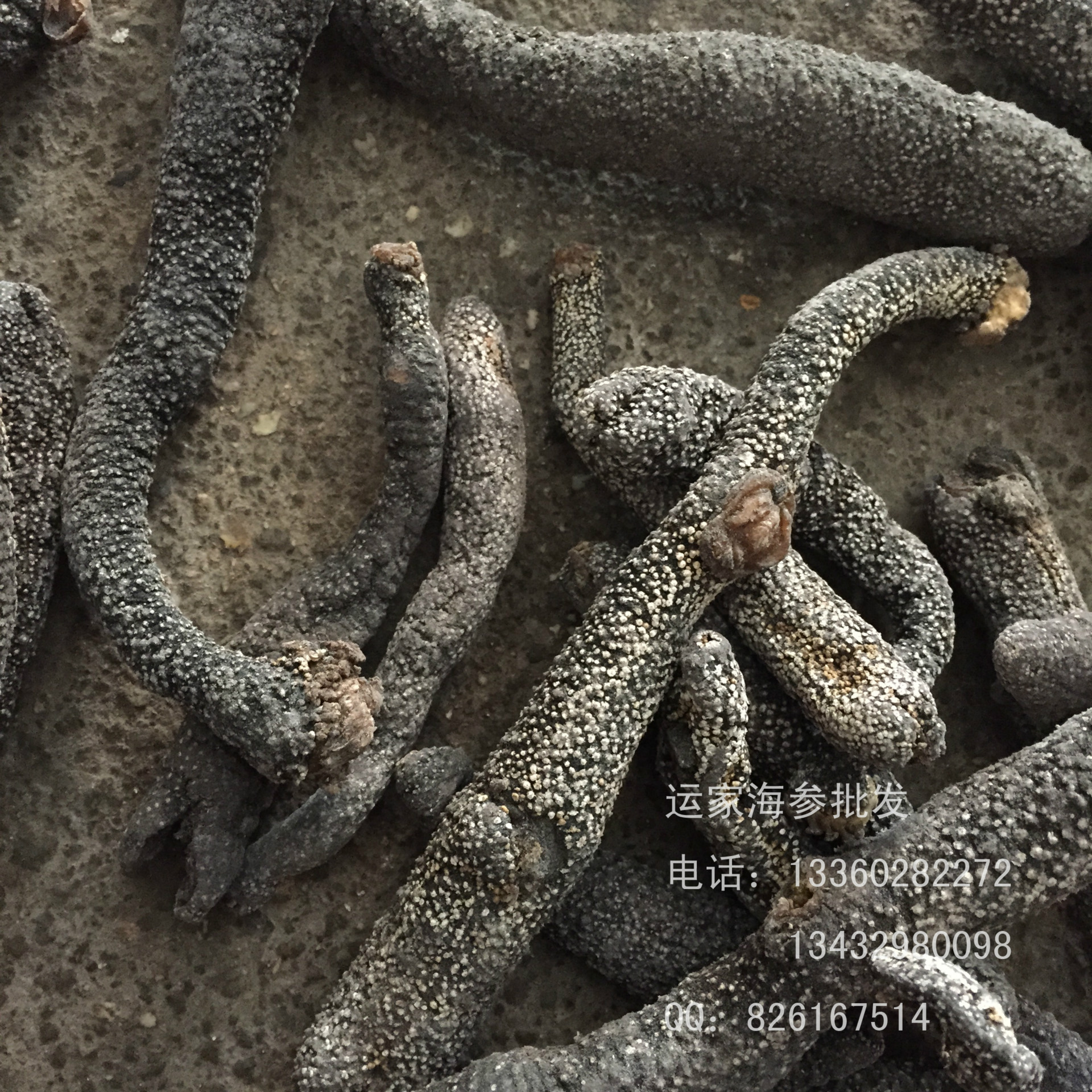 电白海参批发 黑花蛇参白花蛇参海参干货15头肉厚发量高