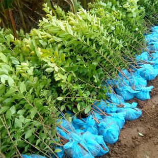 金叶女贞树苗绿化工程 小叶女贞树苗小苗彩色绿化苗木批发